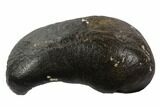 Fossil Whale Ear Bone - Miocene #95752-1